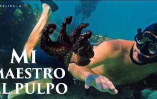 'Mi Maestro El Pulpo', El Documental Sobre La Amistad Entre Un Hombre Y Un Pulpo Que Ha Causado Sensación